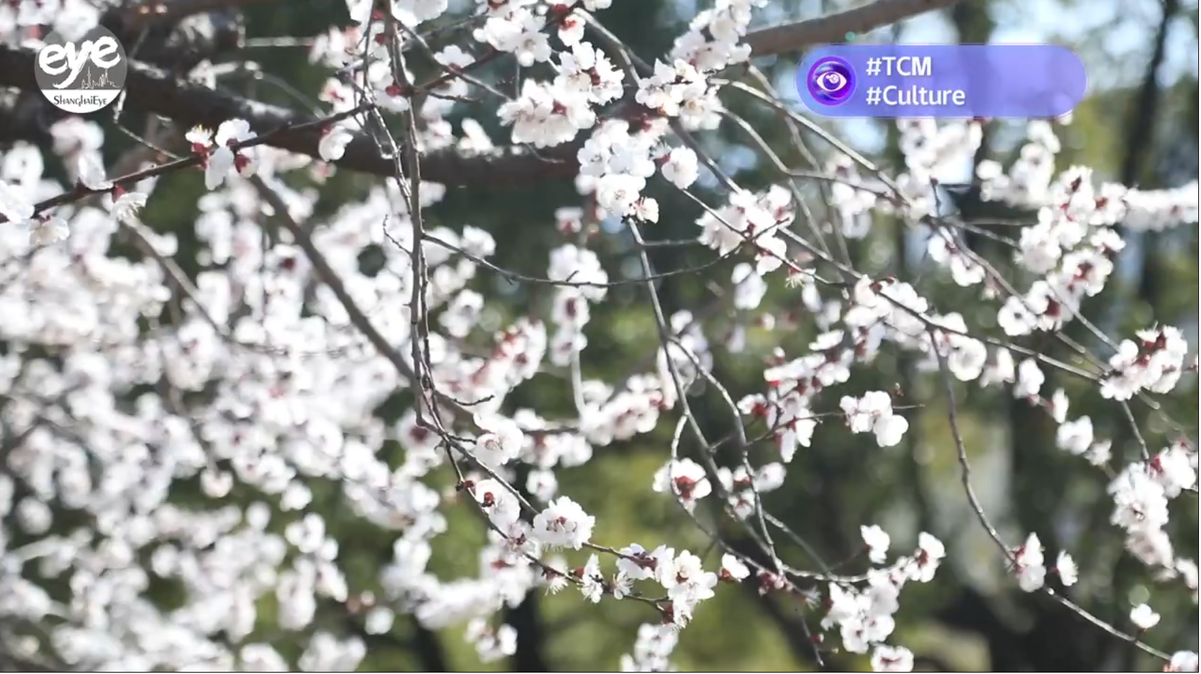 Int'l students at Shanghai University of TCM share cultures under apricot blossoms